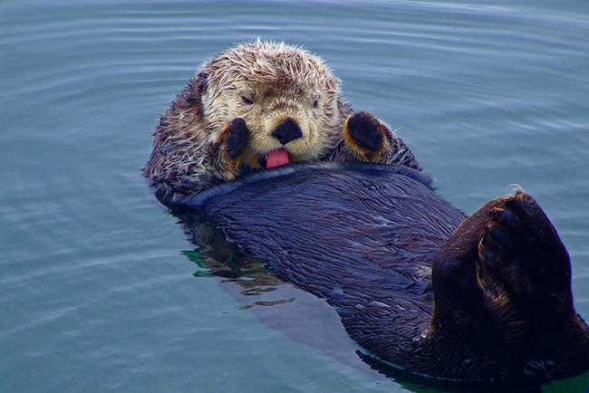 otter swimming on back