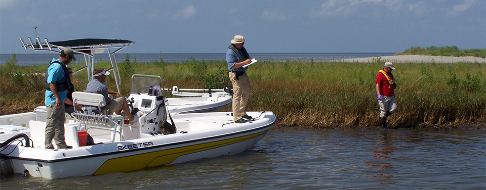 NOAA restoration team identifying oil damage to marshes.