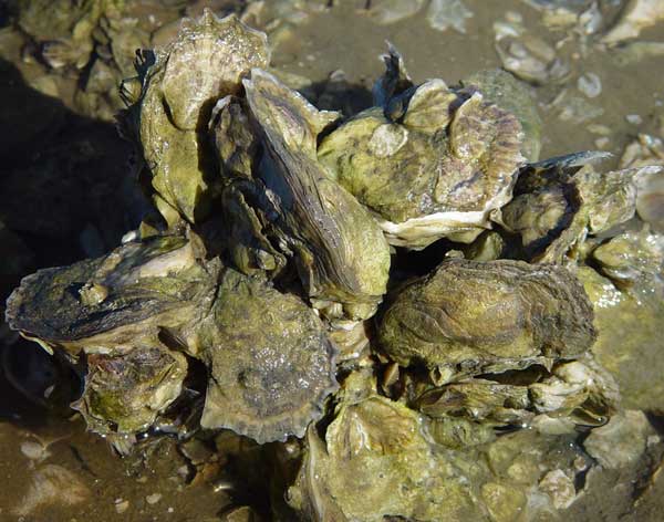 Oysters and other bivalves, like mussels and  clams, can live in the brackish waters of estuaries by adapting their  behavior to the changing environment.