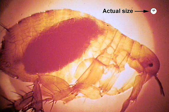 an image of <em>Xenopsylla cheopis</em> (oriental rat flea)