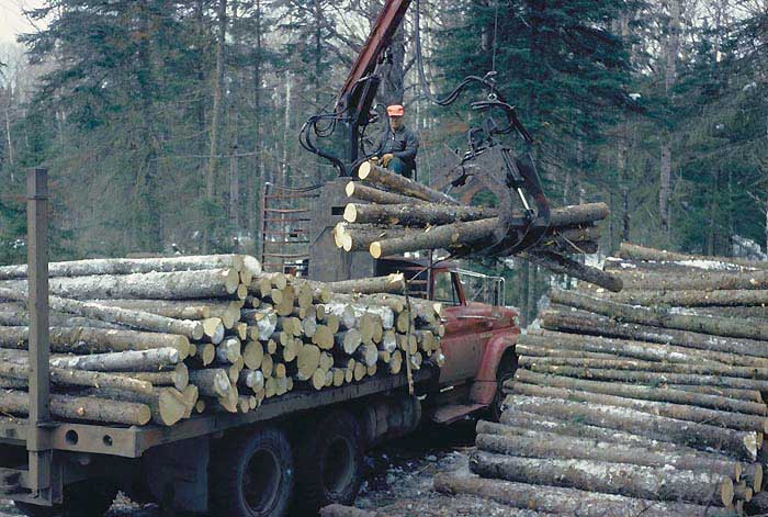 logs are loaded onto a truck for transporting to a milling plant in Superior National Forest in Minnesota