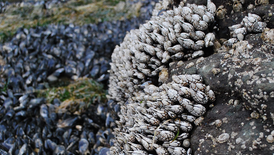 Image of gooseneck barnacles found in the rocky tide pools of Olympic Coast National Marine Sanctuary Photo credit: Elizabeth Weinberg, NOAA National Marine Sanctuaries