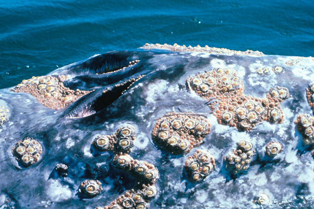 Barnacles encroach upon the blowholes of a California gray whale. Barnacles are typical on gray whales and do not hurt them. Barnacles give the whales their characteristic mottled appearance. (Photo credit: Jan Roletto).