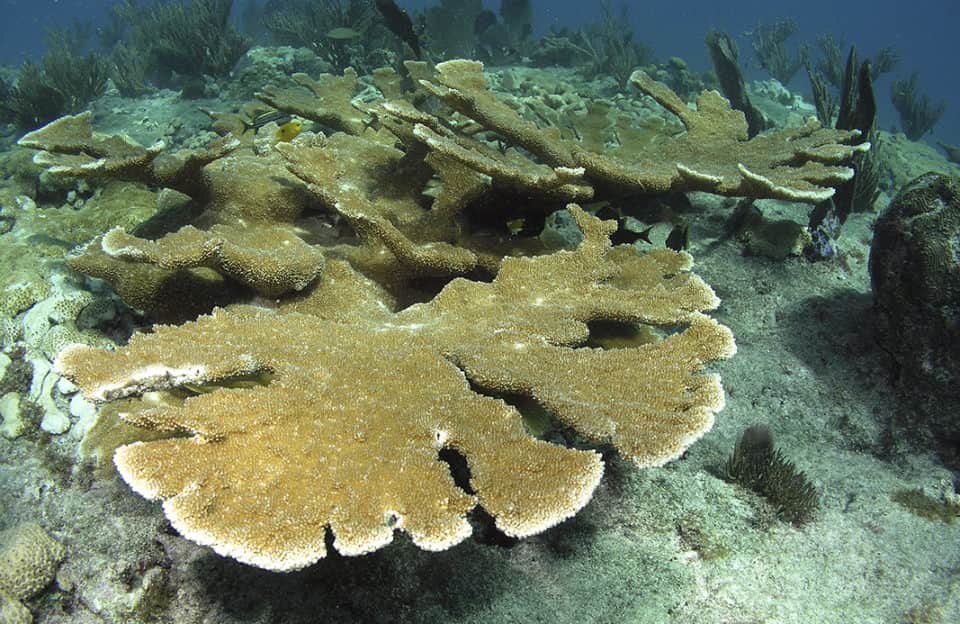 ​Scientific studies of elkhorn coral (Acropora palmata) in the Caribbean and off the coast of Florida show that coral genotypes can survive longer than expected. Genotype refers to the genetic makeup of an organism.