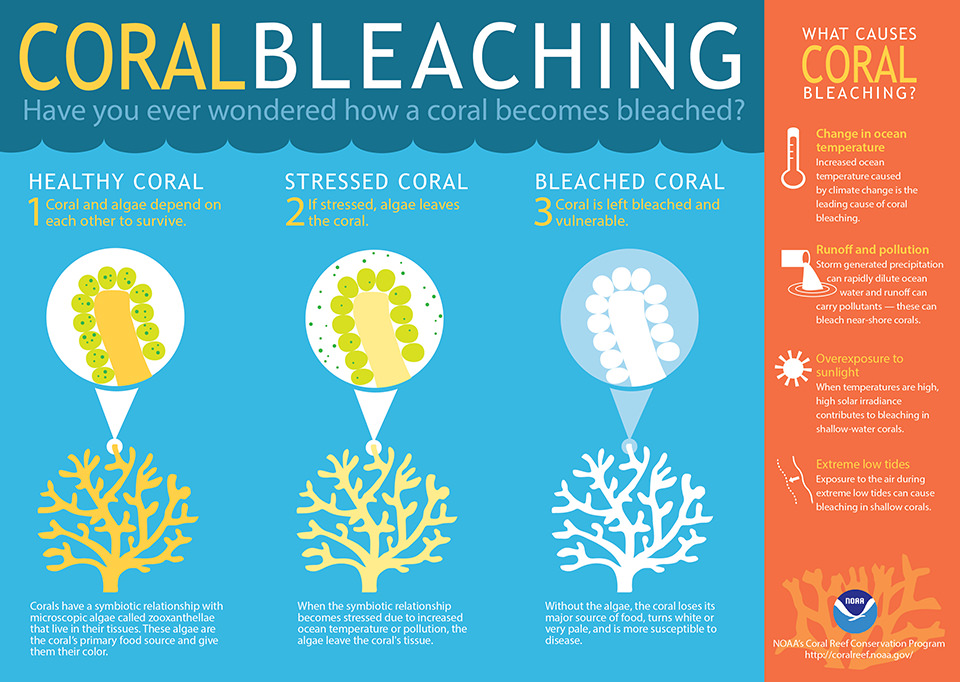 coralbleaching.jpg