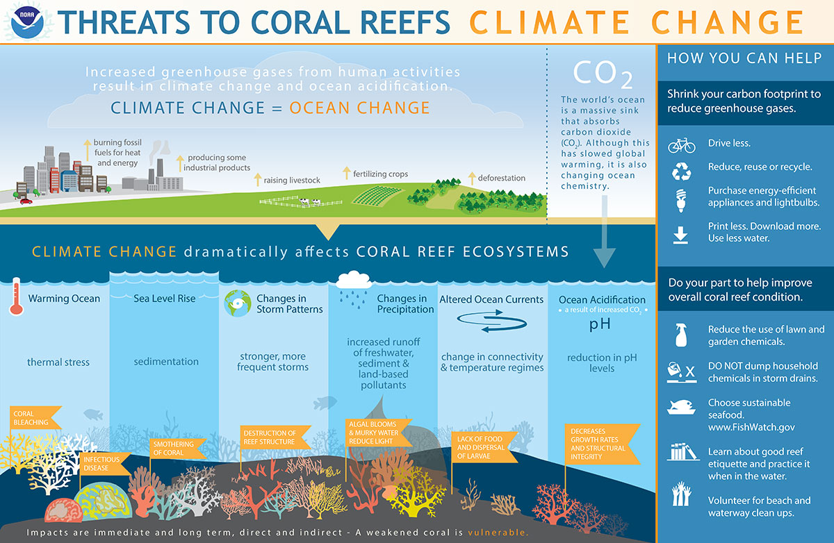 How does climate change affect coral reefs?