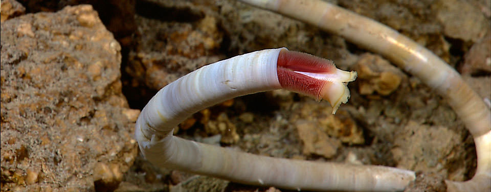 Tubeworms that grow near the boundary where hot vent fluid mixes with cold seawater on the ocean floor