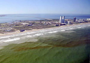 harmful algal bloom in coastal waters
