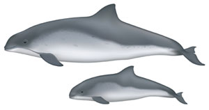 a harbor porpoise drawing