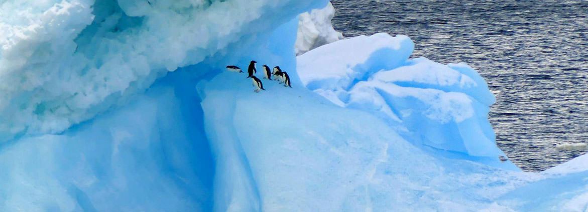 icebergs with penguins