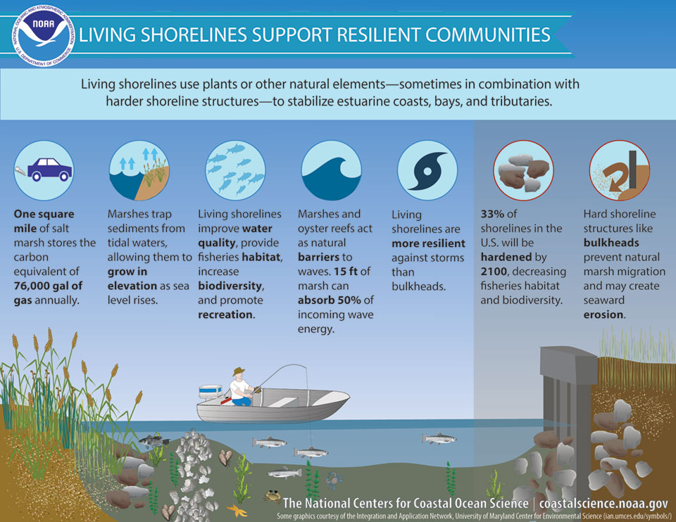an infographic that illustrates how living shorelines support resilient communities