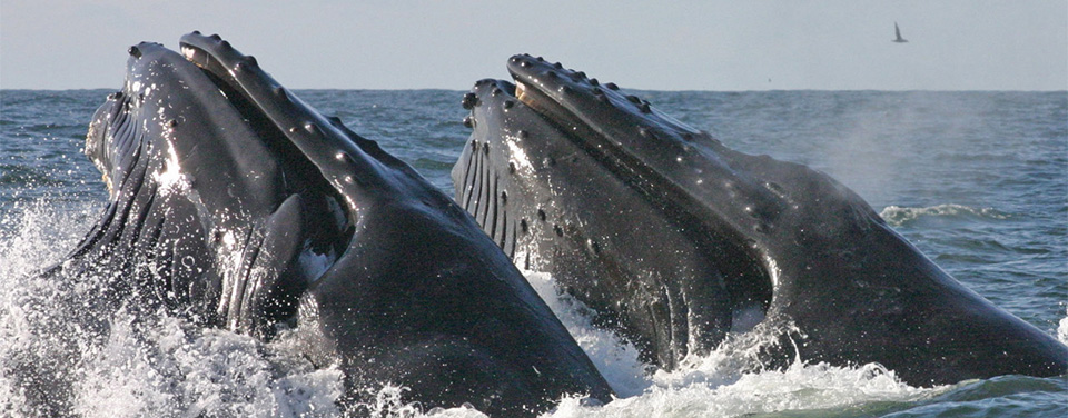 Humpback whales feeding in the Gulf of the Farallones National Marine Sanctuary