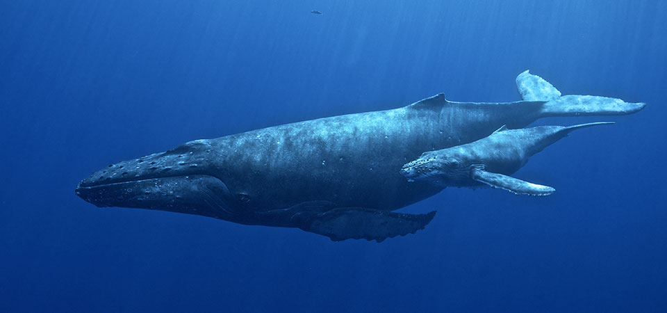 ​a humpback whale