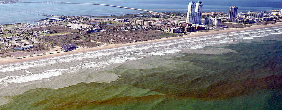 Red tide, Florida Gulf Coast