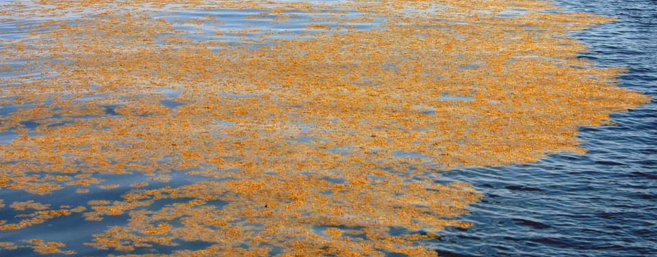 Mats of free-floating sargassum, a common seaweed found in the Sargasso Sea