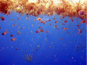 sargassum floating in ocean
