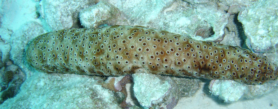 Chocolate chip sea cucumber