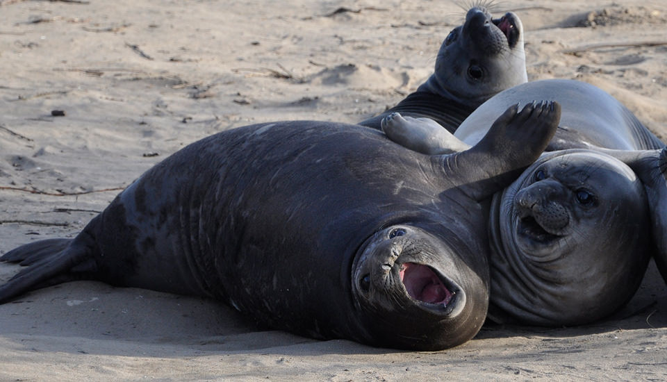​seals on the beach