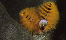 two Christmas tree worms on a piece of coral