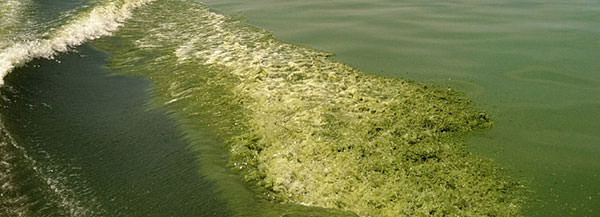 green algae in Lake Erie