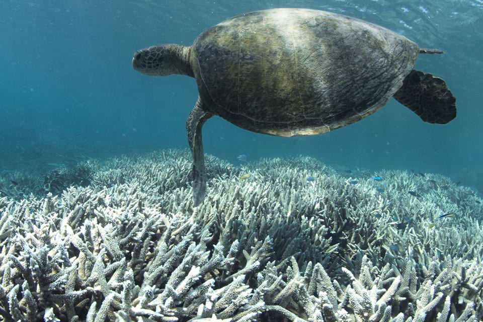 Turtle and bleached coral on Heron Island, Australia. Credit: XL Catlin Seaview Survey