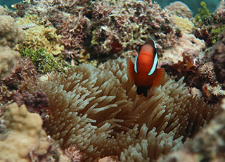 clownfish with sea anemone