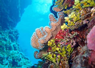 The benthic flora and fauna holds quite the diversity at the appropriately named Clam Gardens, inside Kingman Reef part of the Pacific Remote Islands Marine National Monument. Photo courtesy of NOAA Coral Reef Ecosystem Program