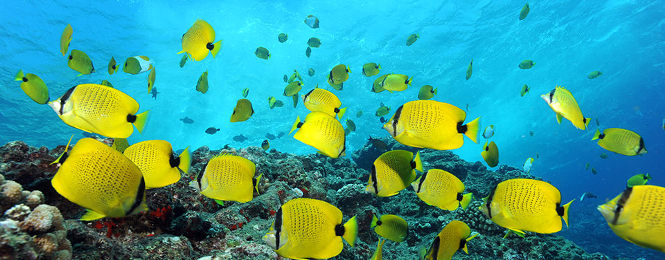 Butterfly fish; photo by Greg McFall