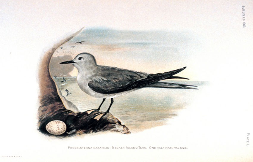 A Necker Island Tern (Procelsterna saxatilis) in Birds of Laysan and the Leeward Islands, Hawaiian Group by Walter K. Fisher (Bulletin of the Bureau of Fisheries, Volume 23, 1903)