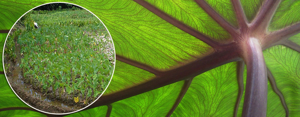 a close-up of a taro leaf with inset image showing field of taro in Palau