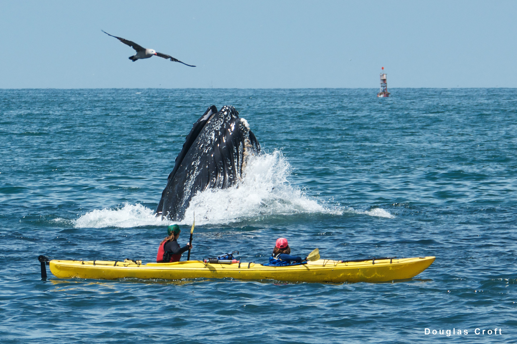 kayakers and whale