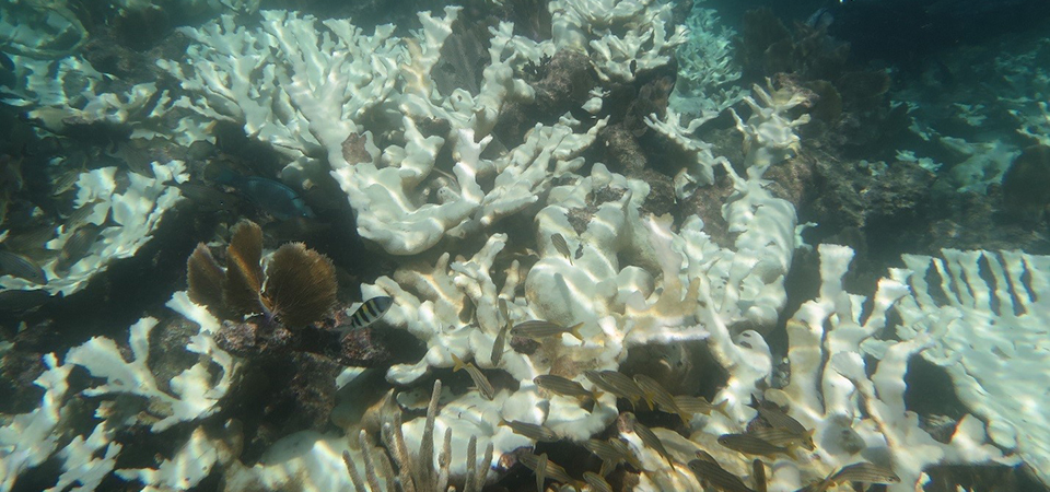Severely bleached patch of elkhorn coral (Acropora palamta) at Grecian Rocks Reef, Florida Keys National Marine Sanctuary, Sept. 2014. These colonies all died within six weeks.