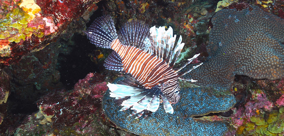 The lionfish is a flourishing invasive species in the U.S