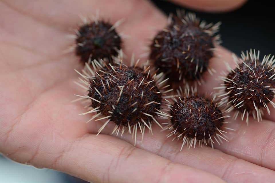 tiny sea urchins in the palm of a persons hand