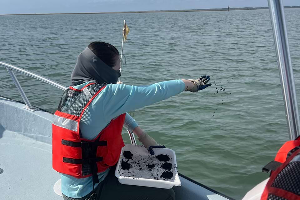 A member of the Submerged Aquatic Vegetation Program distributes eelgrass seeds over a target area. Credit: Submerged Aquatic Vegetation Program at the Virginia Institute of Marine Science
