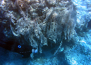 reef covered by fishing net