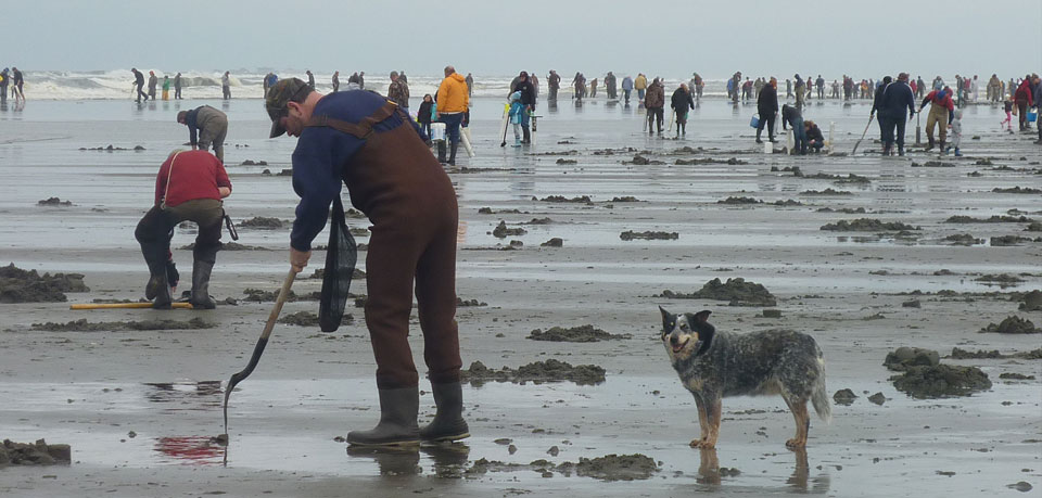 people digging clams on the beach in Washington State