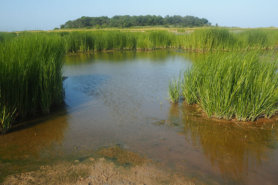 A salt marsh. Salt marches provide essential habitat for healthy fisheries while protecting shorelines from erosion by buffering wave action and trapping sediments.