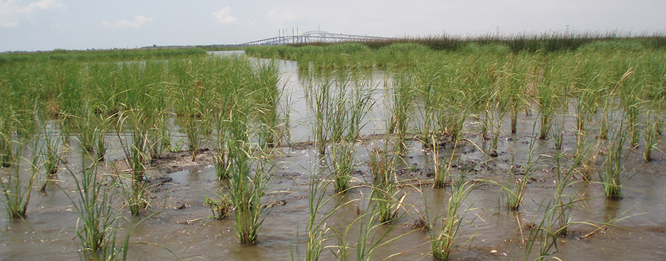 restored wetland in Texas