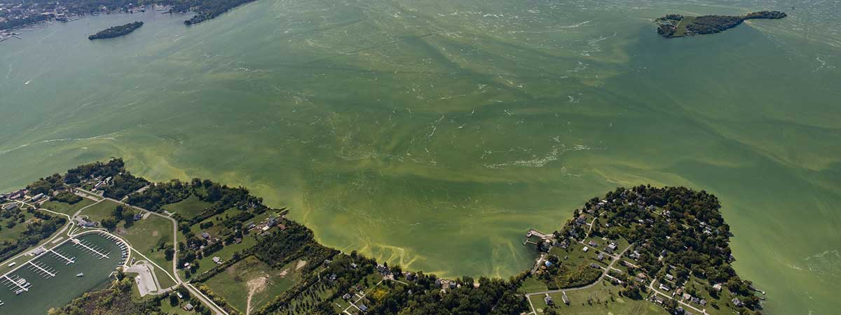 view of a large harmful algal bloom event in Lake Erie, September 2017.Photo credit: NOAA Great Lakes Environmental Research Laboratory 