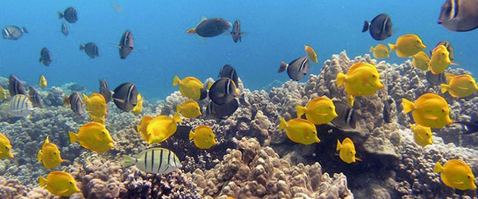 colorful tropical fish and coral reef
