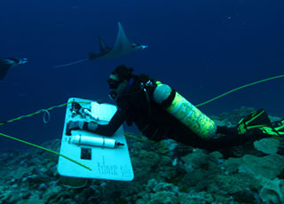  manta ray and diver