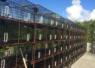 St. Thomas fishermen installed escape vents in fish traps 