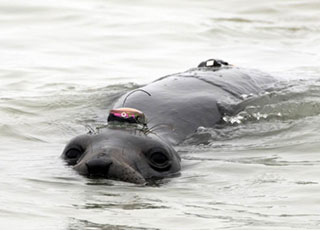 Female northern elephant seal with a Wildife Computers GPS tag on her head. The tags on her lower back are archival MK 9 tags that are used to record diving behavior. Credit: Dr. Daniel  Costa