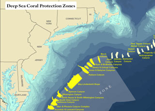 The 15 discrete protected zones (in yellow) and large broad protected zone, as agreed upon by the MAFMC. The total area of these proposed zones spans 38,000 square miles, roughly the size of Virginia. Credit: The Nature Conservancy.