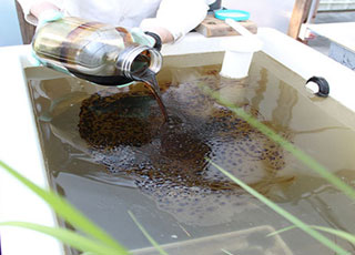 Weathered crude oil being added to a simulated saltmarsh.