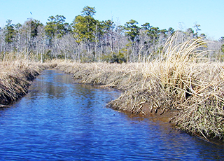 Photo of a marshland
