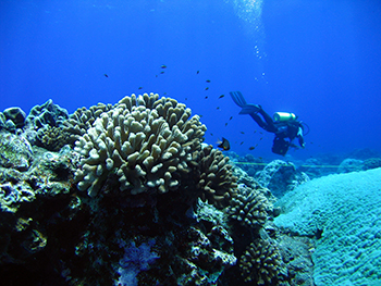A diver collects data on the condition of coral reefs in the Mariana Islands