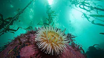 Sea anemone in the kelp beds of Monterey Bay National Marine Sanctuary