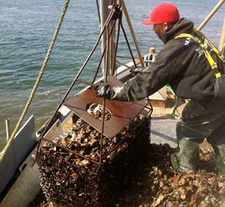 Oyster harvesting in Long Island Sound